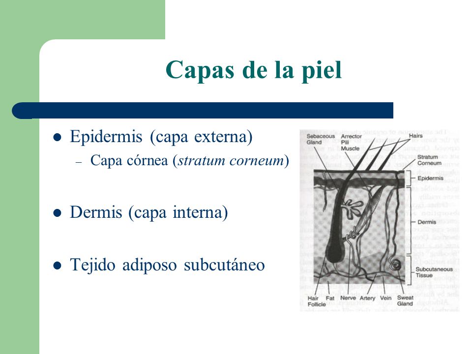 Capas de la piel Epidermis (capa externa) Dermis (capa interna)
