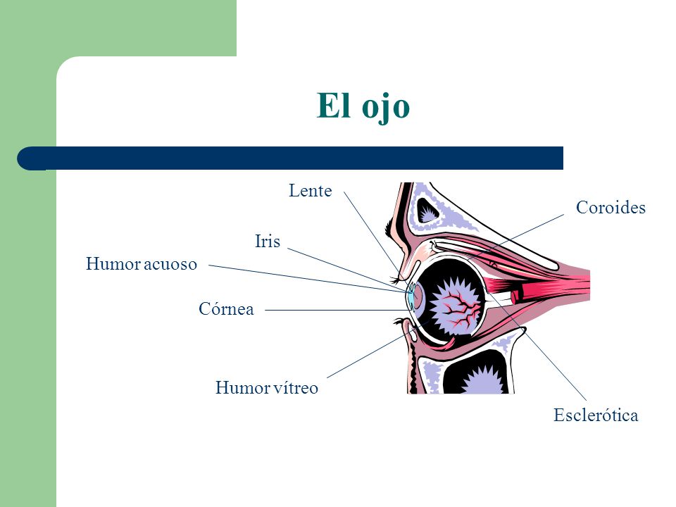 El ojo Lente Coroides Iris Humor acuoso Córnea Humor vítreo