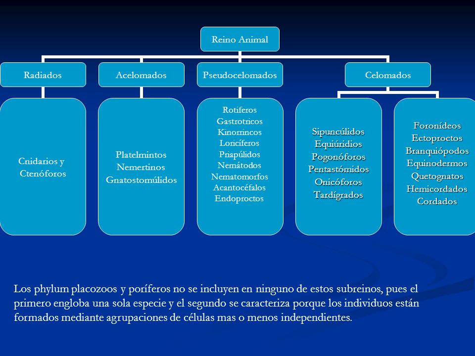 Los phylum placozoos y poríferos no se incluyen en ninguno de estos subreinos, pues el primero engloba una sola especie y el segundo se caracteriza porque los individuos están formados mediante agrupaciones de células mas o menos independientes.