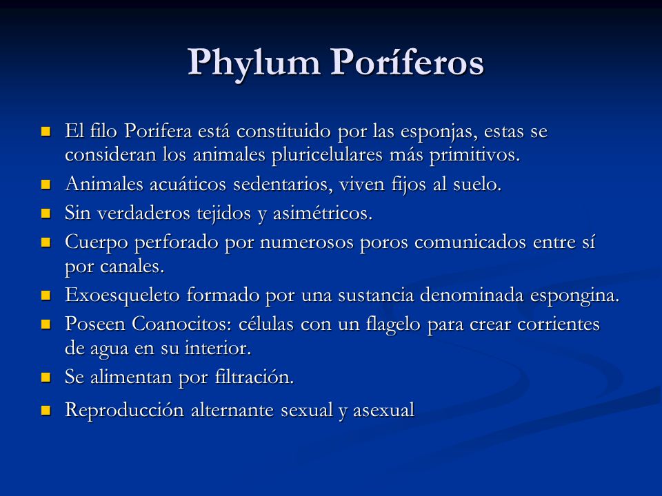 Phylum Poríferos El filo Porifera está constituido por las esponjas, estas se consideran los animales pluricelulares más primitivos.