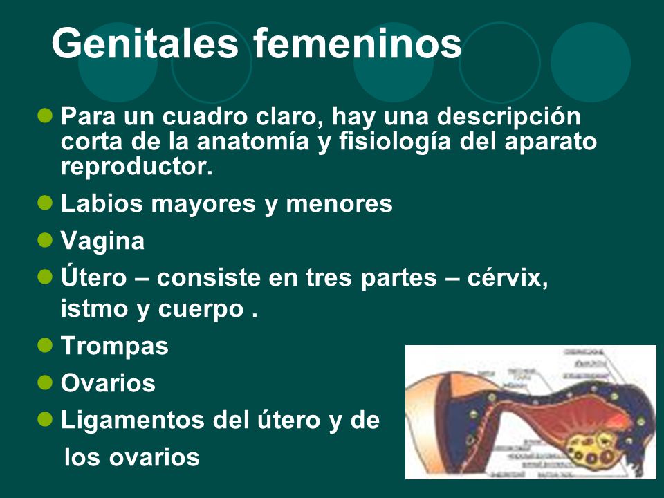 Genitales femeninos Para un cuadro claro, hay una descripción corta de la anatomía y fisiología del aparato reproductor.