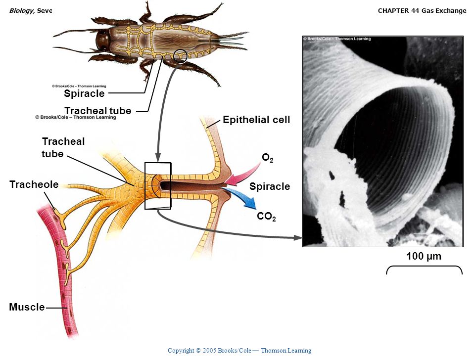 Spiracle Tracheal tube Epithelial cell Tracheal tube O2 Tracheole Spiracle CO2 100 µm Muscle