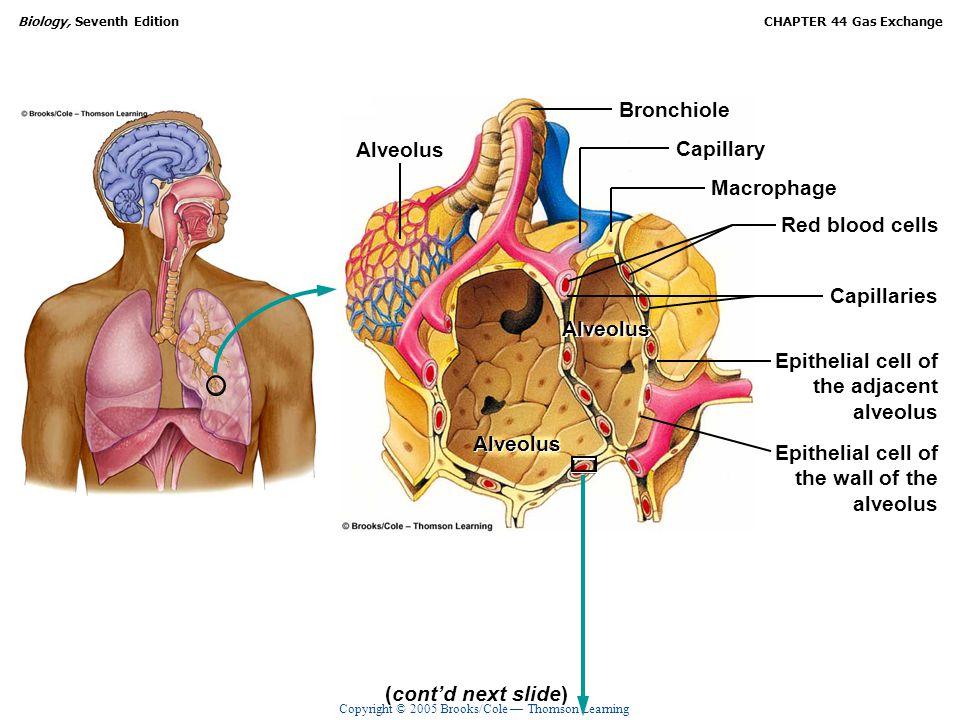 Bronchiole Alveolus. Capillary. Macrophage. Red blood cells. Capillaries. Alveolus. Alveolus.