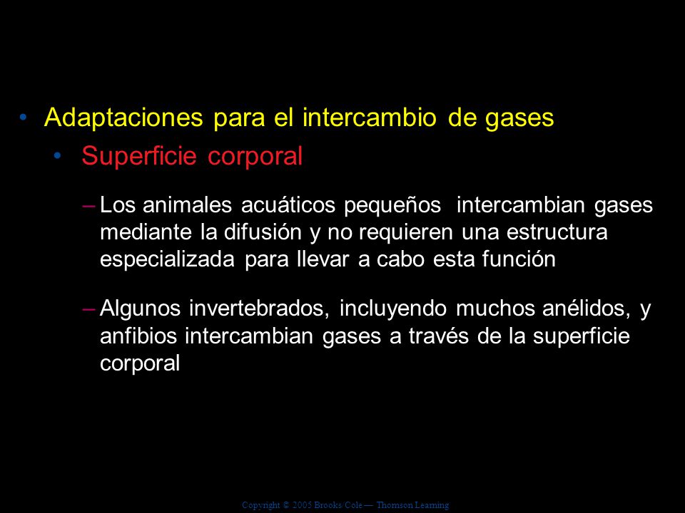 Adaptaciones para el intercambio de gases Superficie corporal