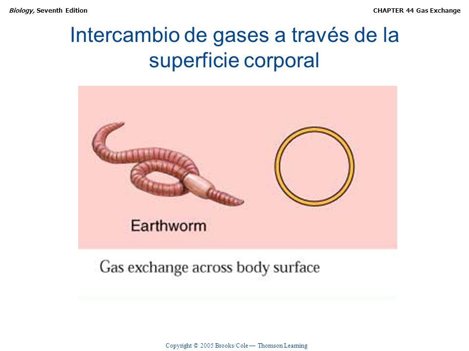 Intercambio de gases a través de la superficie corporal