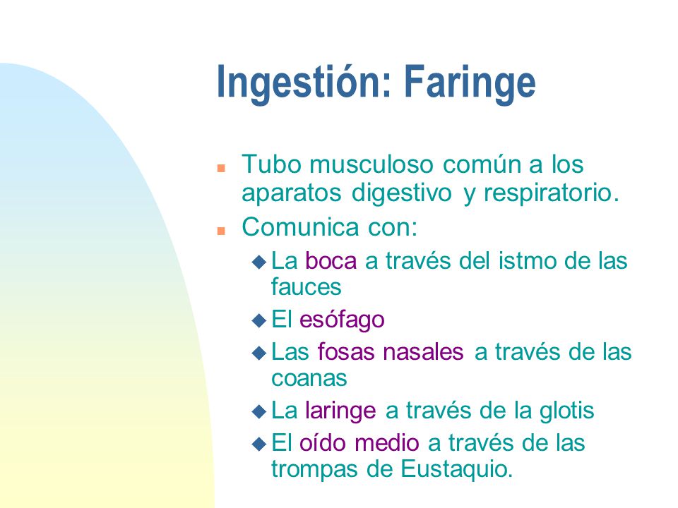Ingestión: Faringe Tubo musculoso común a los aparatos digestivo y respiratorio. Comunica con: La boca a través del istmo de las fauces.