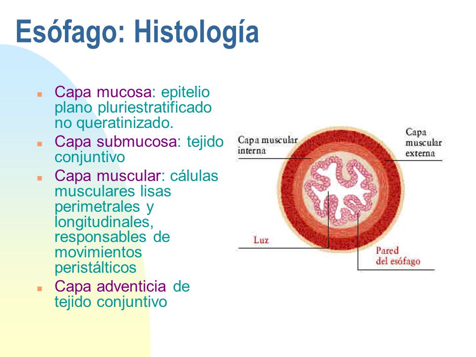 Esófago: Histología Capa mucosa: epitelio plano pluriestratificado no queratinizado. Capa submucosa: tejido conjuntivo.
