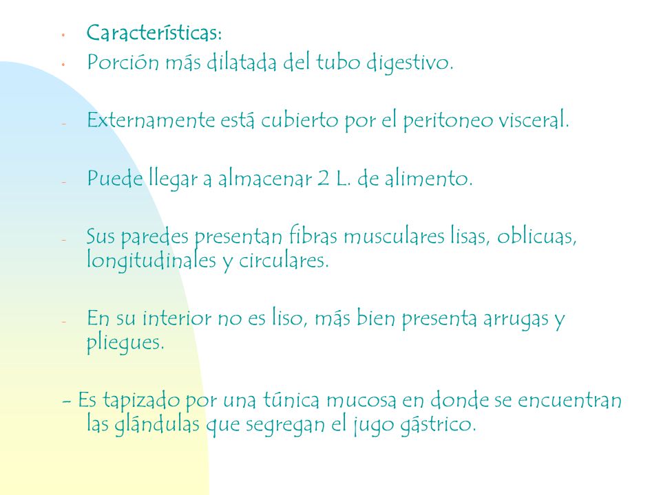 Características: Porción más dilatada del tubo digestivo. Externamente está cubierto por el peritoneo visceral.