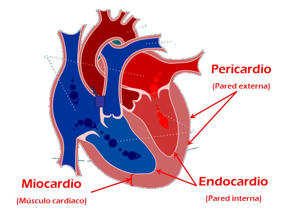 Pericardio Endocardio Miocardio (Pared externa) (Pared interna)