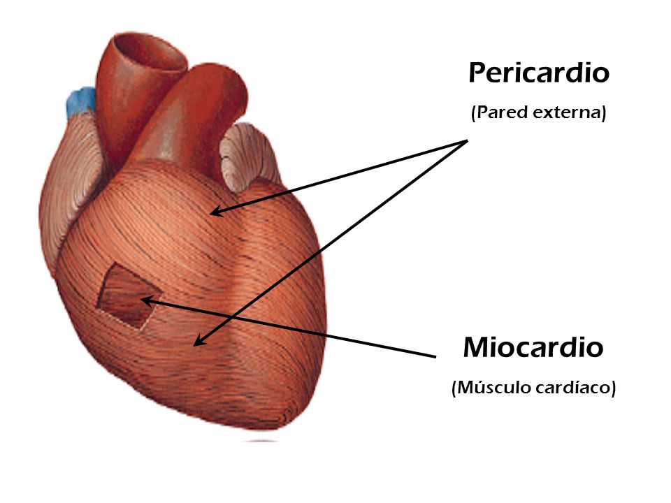 Pericardio (Pared externa) Miocardio (Músculo cardíaco)