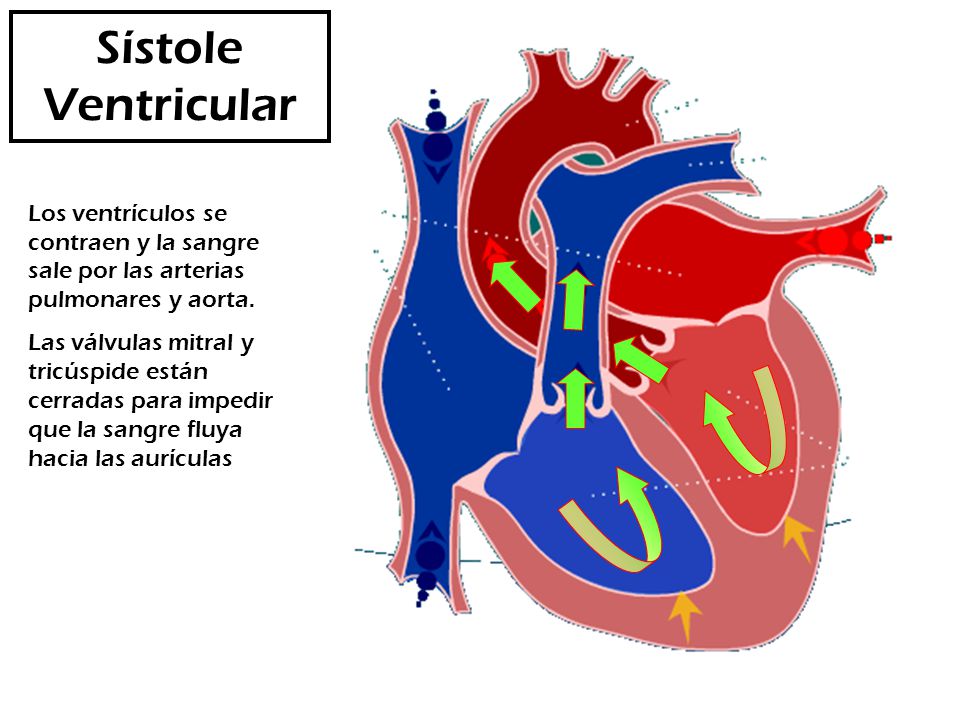 Sístole Ventricular Los ventrículos se contraen y la sangre sale por las arterias pulmonares y aorta.