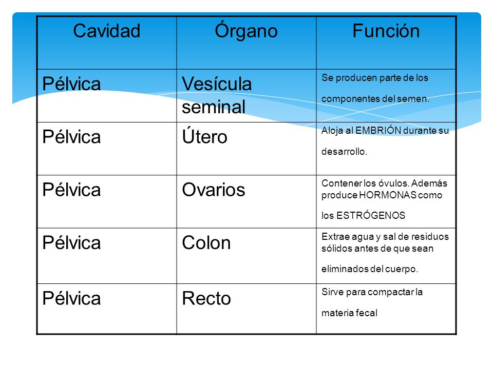 Cavidad Órgano Función Pélvica Vesícula seminal Útero Ovarios Colon