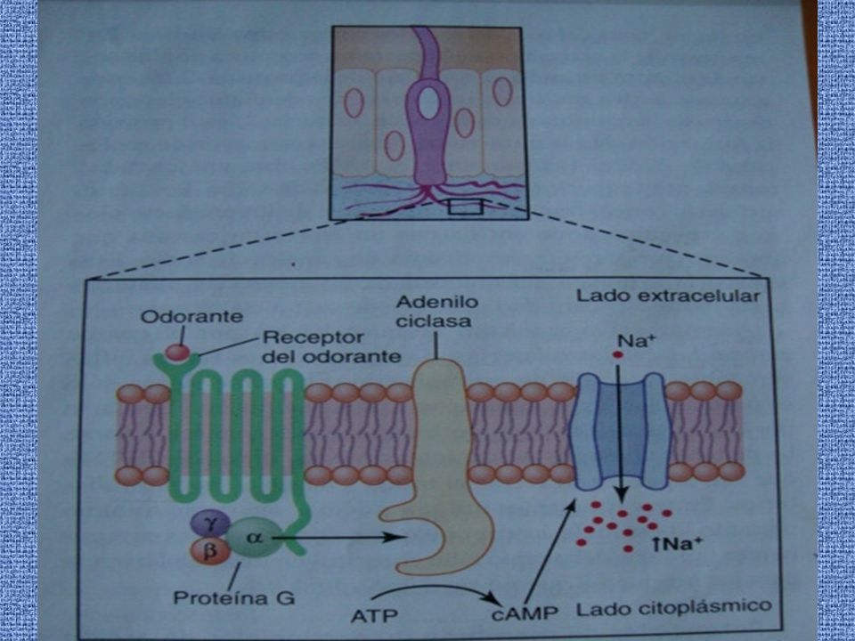 Estimulación de las células olfatorias