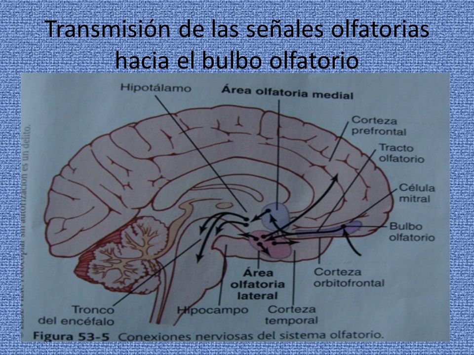 Transmisión de las señales olfatorias hacia el bulbo olfatorio
