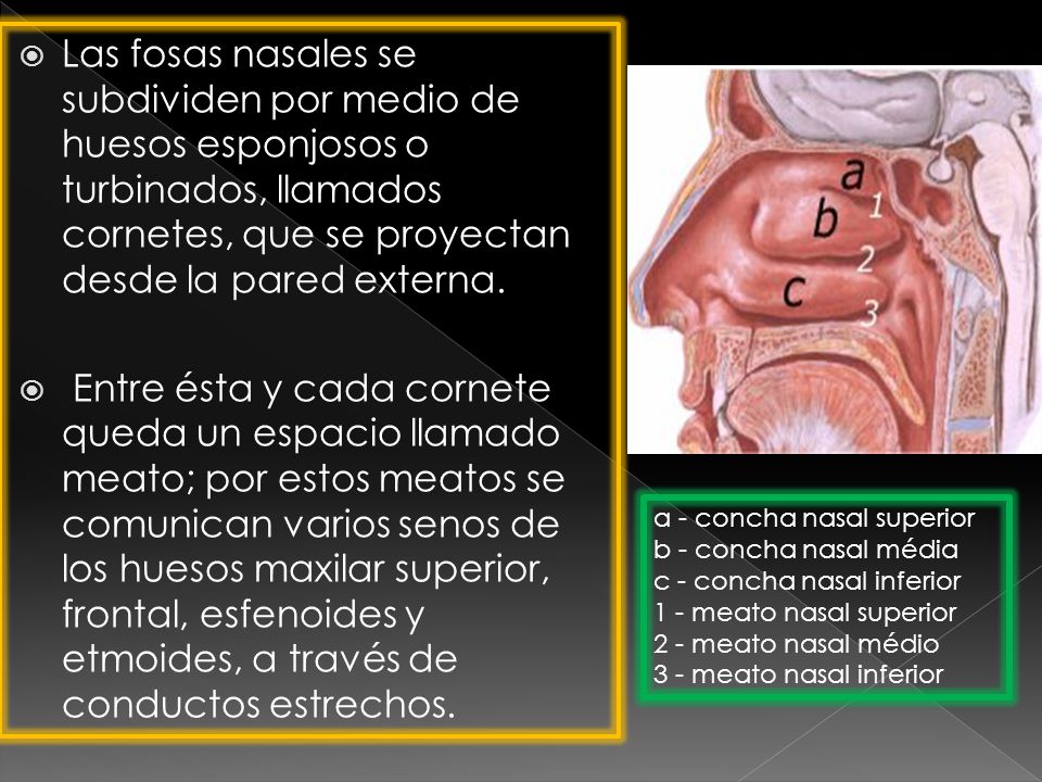 Las fosas nasales se subdividen por medio de huesos esponjosos o turbinados, llamados cornetes, que se proyectan desde la pared externa.