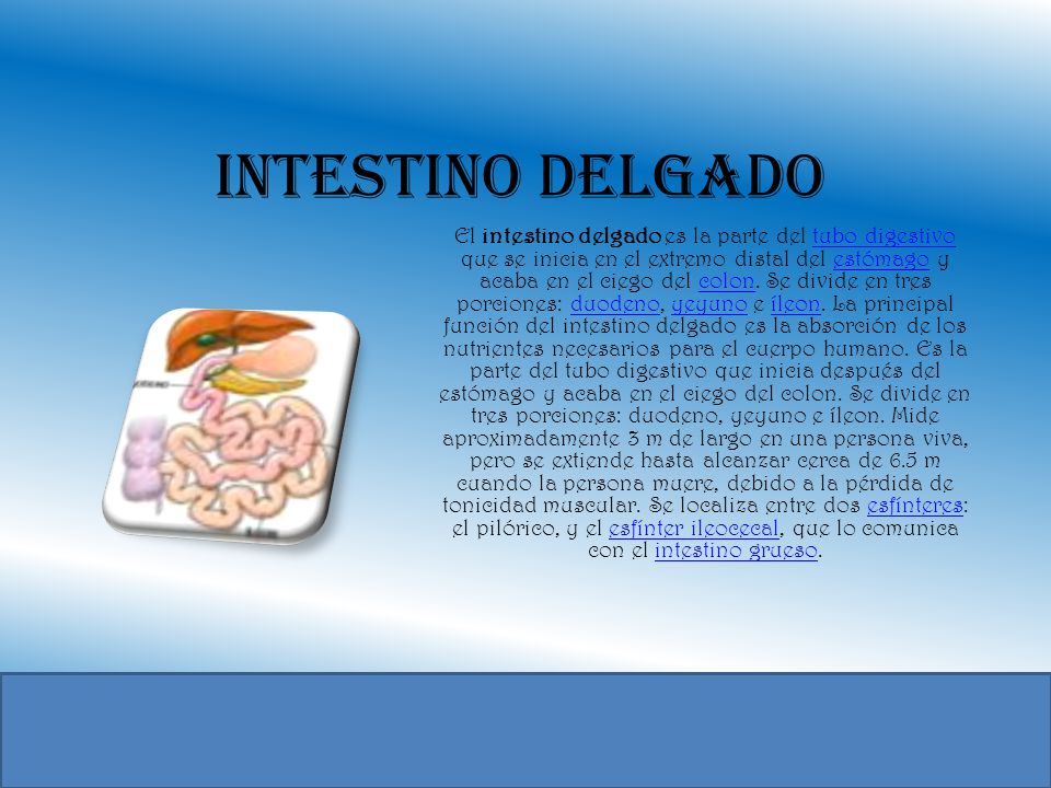 Intestino delgado