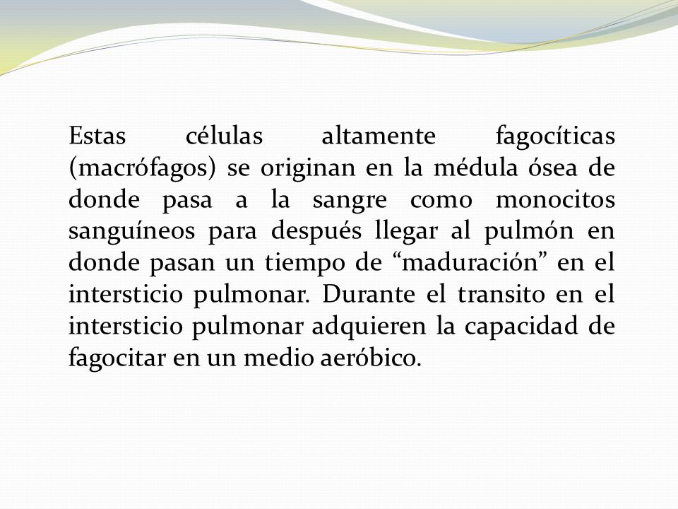 Estas células altamente fagocíticas (macrófagos) se originan en la médula ósea de donde pasa a la sangre como monocitos sanguíneos para después llegar al pulmón en donde pasan un tiempo de maduración en el intersticio pulmonar.