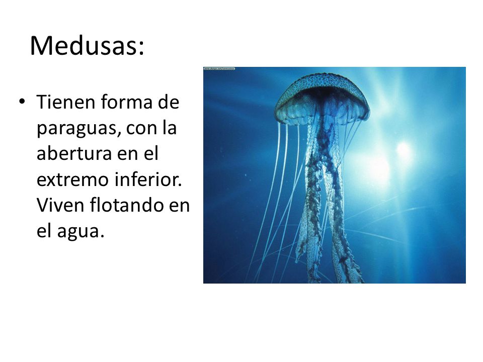Medusas: Tienen forma de paraguas, con la abertura en el extremo inferior.