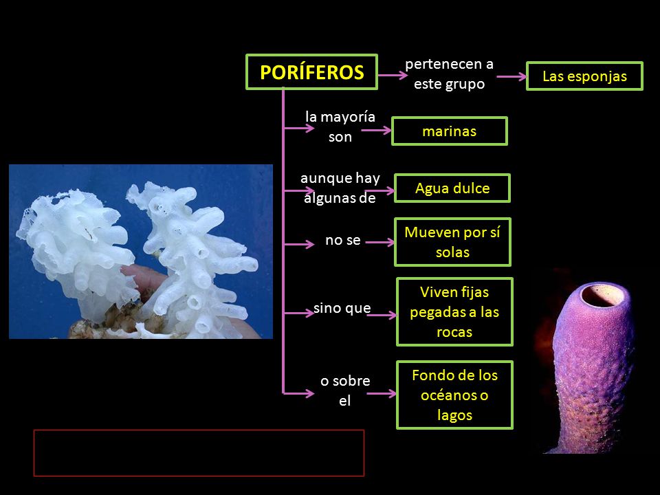 PORÍFEROS pertenecen a este grupo Las esponjas la mayoría son marinas