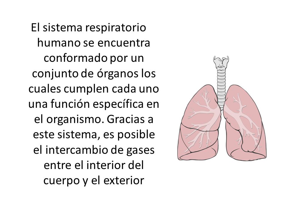 El sistema respiratorio humano se encuentra conformado por un conjunto de órganos los cuales cumplen cada uno una función específica en el organismo.