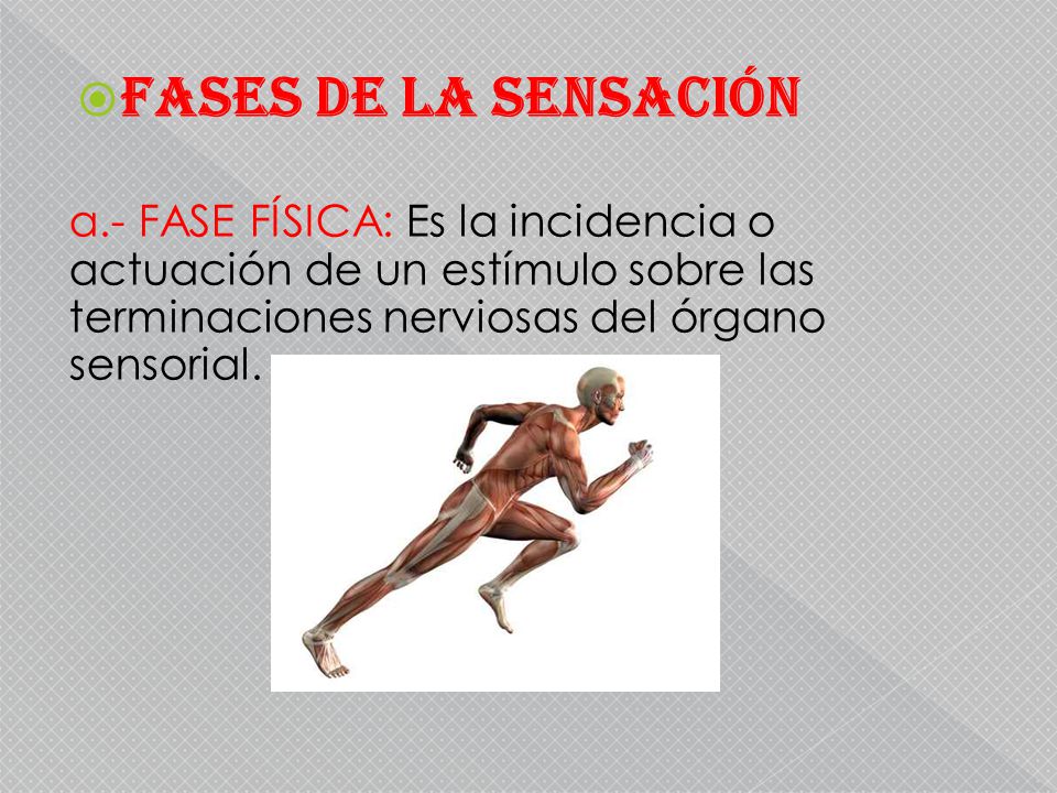 FASES DE LA SENSACIÓN a.- FASE FÍSICA: Es la incidencia o actuación de un estímulo sobre las terminaciones nerviosas del órgano sensorial.