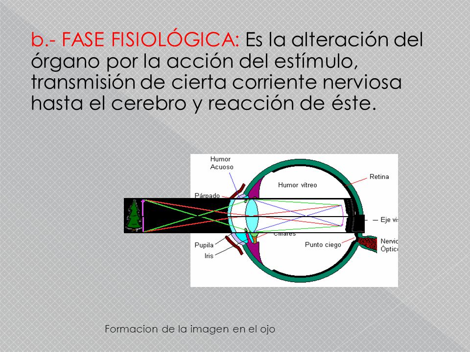b.- FASE FISIOLÓGICA: Es la alteración del órgano por la acción del estímulo, transmisión de cierta corriente nerviosa hasta el cerebro y reacción de éste.