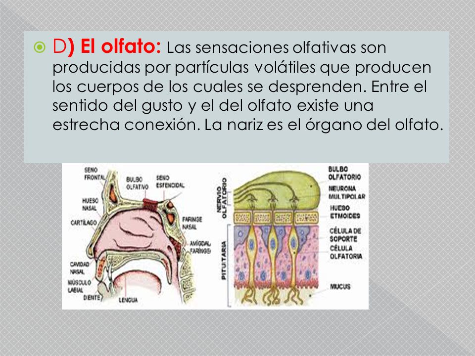 D) El olfato: Las sensaciones olfativas son producidas por partículas volátiles que producen los cuerpos de los cuales se desprenden.