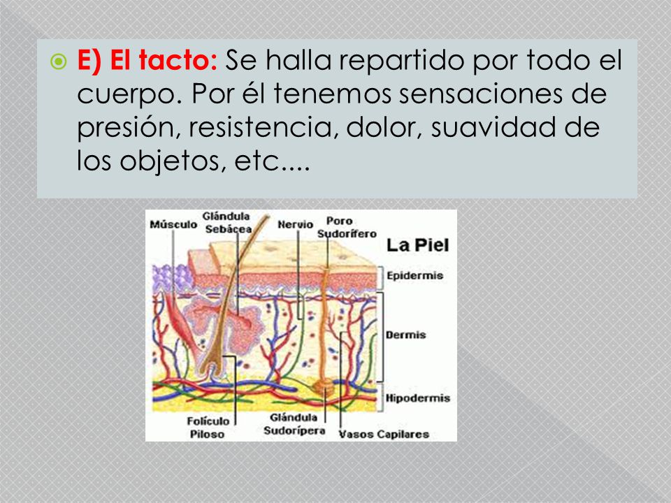 E) El tacto: Se halla repartido por todo el cuerpo