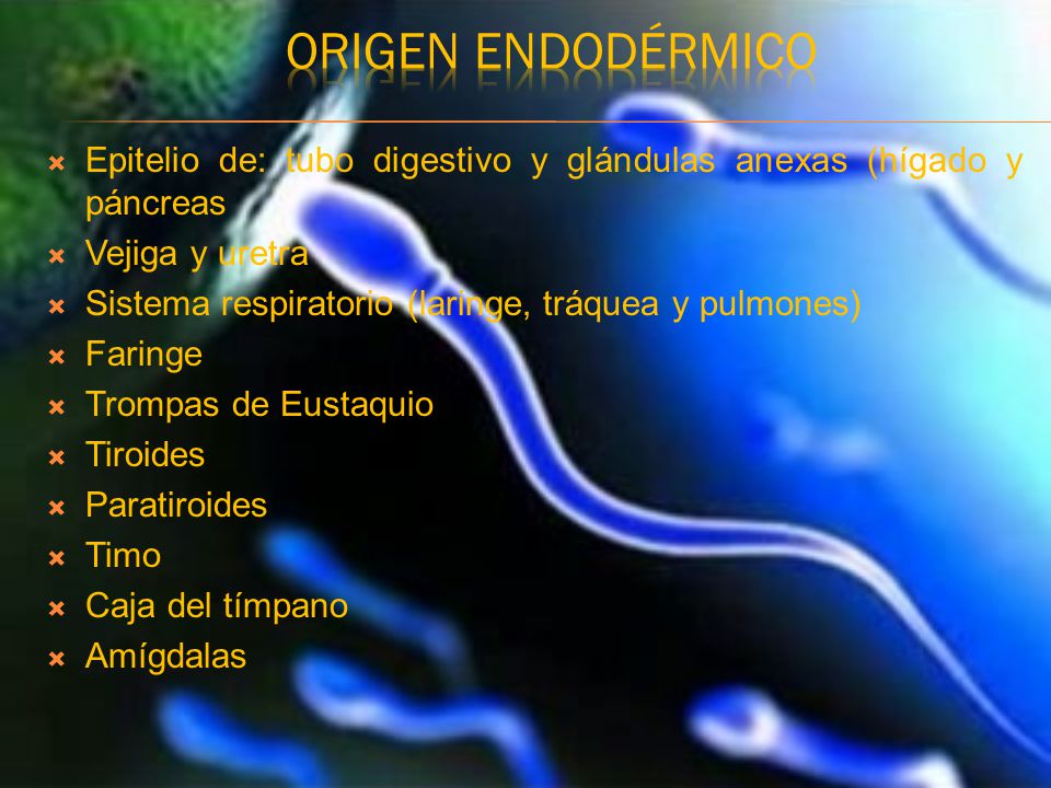 Origen endodérmico Epitelio de: tubo digestivo y glándulas anexas (hígado y páncreas. Vejiga y uretra.