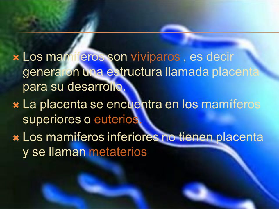 Los mamiferos son viviparos , es decir generaron una estructura llamada placenta para su desarrollo.