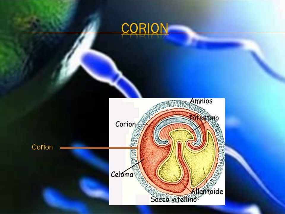 corion Corion