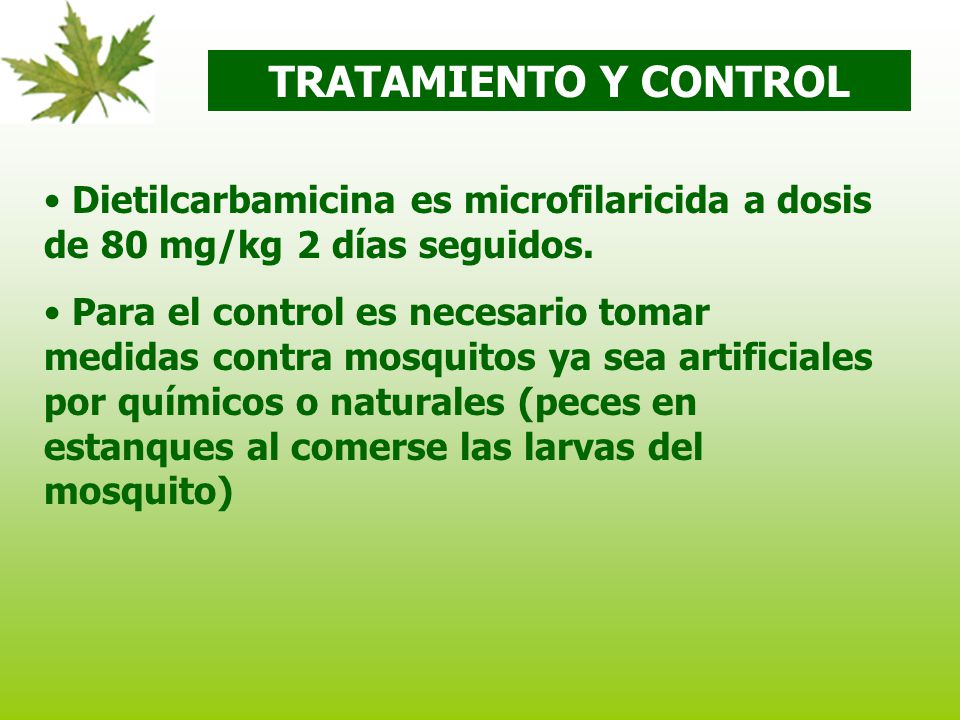 TRATAMIENTO Y CONTROL Dietilcarbamicina es microfilaricida a dosis de 80 mg/kg 2 días seguidos.