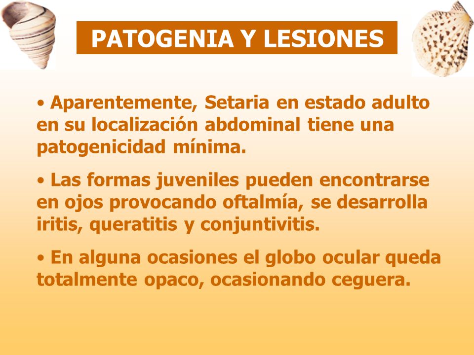 PATOGENIA Y LESIONES Aparentemente, Setaria en estado adulto en su localización abdominal tiene una patogenicidad mínima.