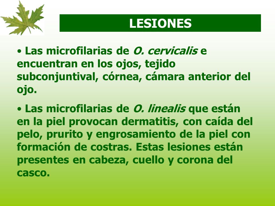 LESIONES Las microfilarias de O. cervicalis e encuentran en los ojos, tejido subconjuntival, córnea, cámara anterior del ojo.