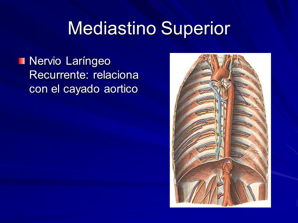 Mediastino Superior Nervio Laríngeo Recurrente: relaciona con el cayado aortico