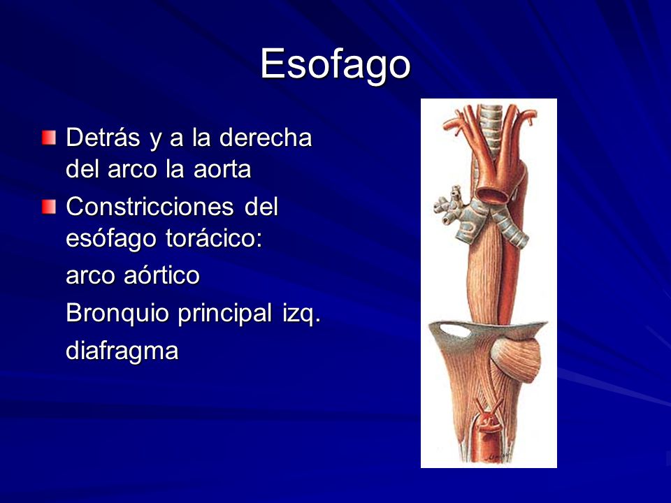 Esofago Detrás y a la derecha del arco la aorta