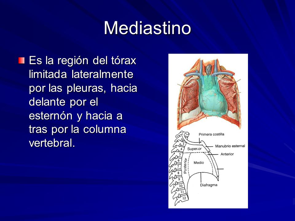 Mediastino Es la región del tórax limitada lateralmente por las pleuras, hacia delante por el esternón y hacia a tras por la columna vertebral.