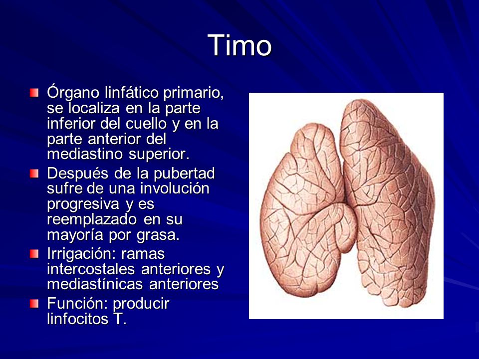 Timo Órgano linfático primario, se localiza en la parte inferior del cuello y en la parte anterior del mediastino superior.
