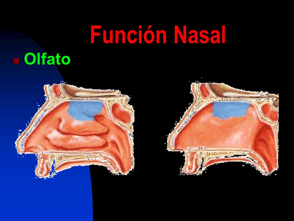 Función Nasal Olfato