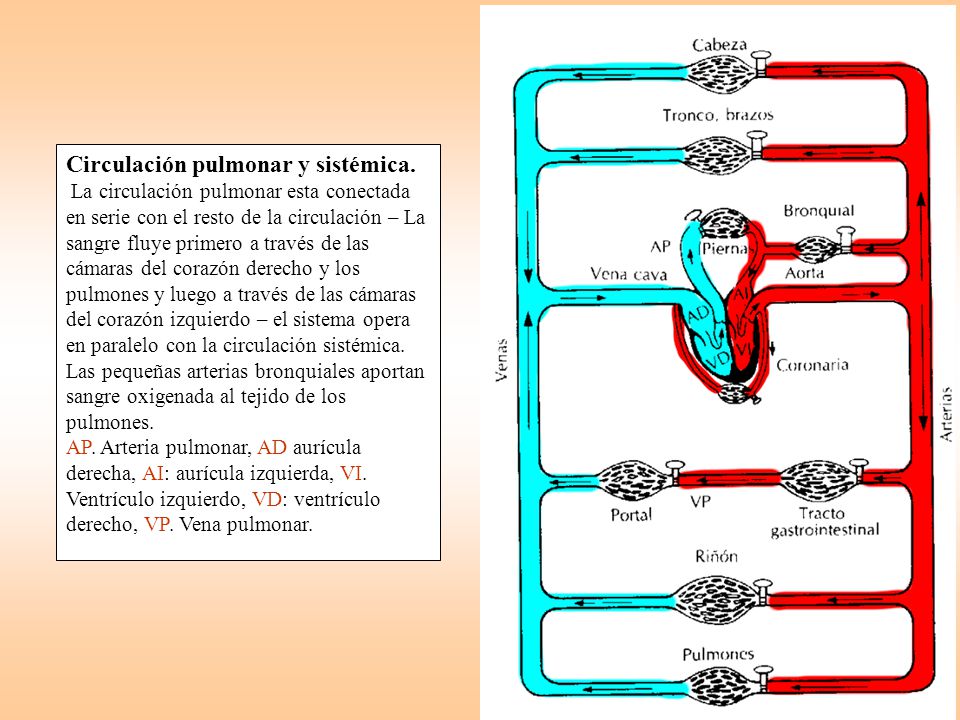Circulación pulmonar y sistémica.
