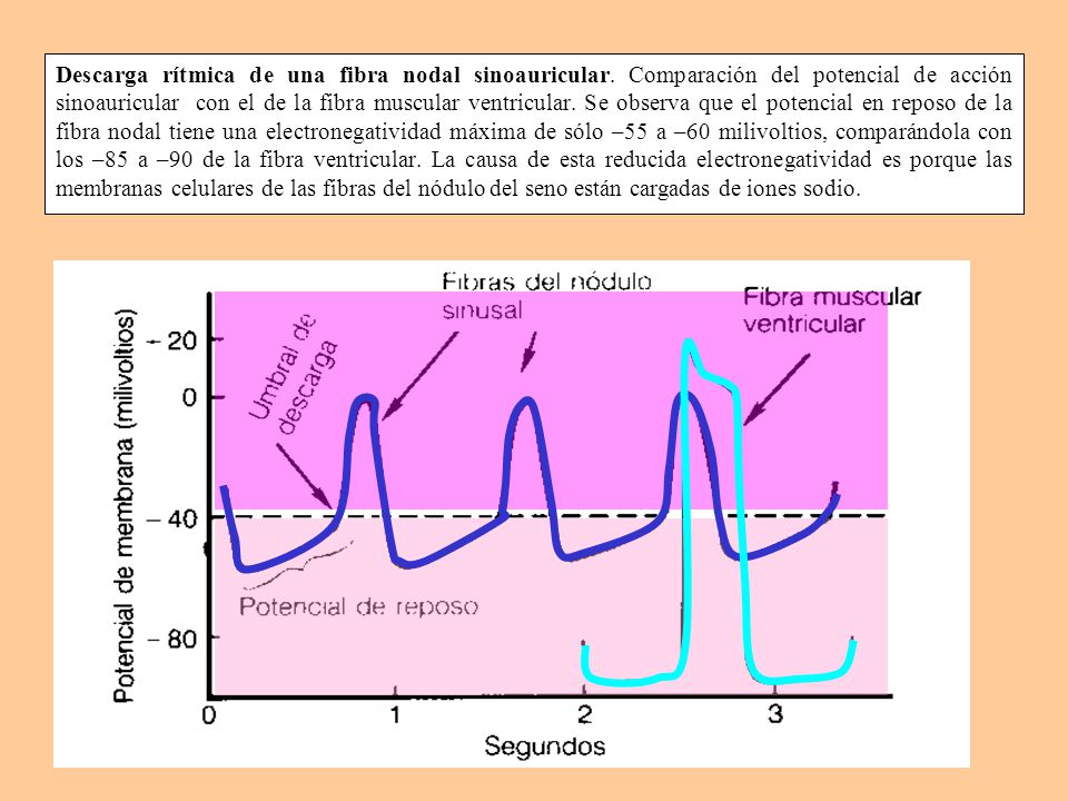 Descarga rítmica de una fibra nodal sinoauricular