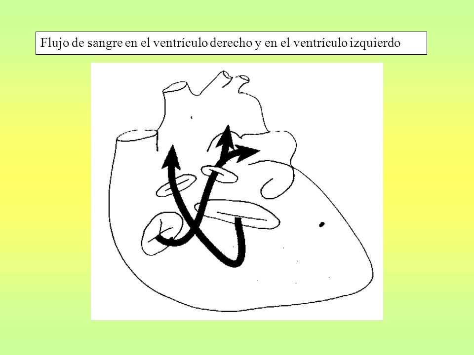 Flujo de sangre en el ventrículo derecho y en el ventrículo izquierdo
