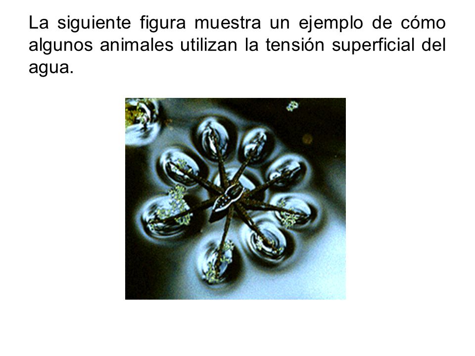 La siguiente figura muestra un ejemplo de cómo algunos animales utilizan la tensión superficial del agua.