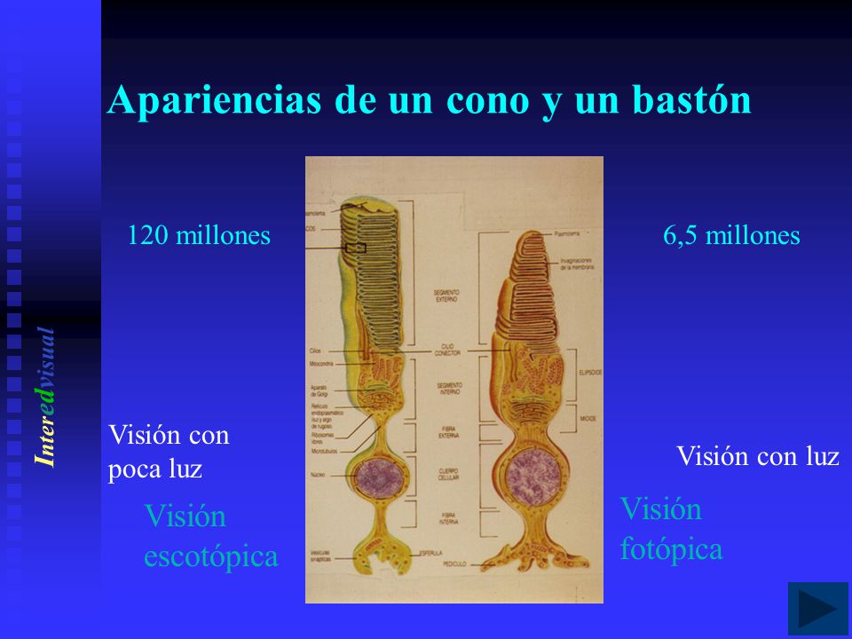 Apariencias de un cono y un bastón