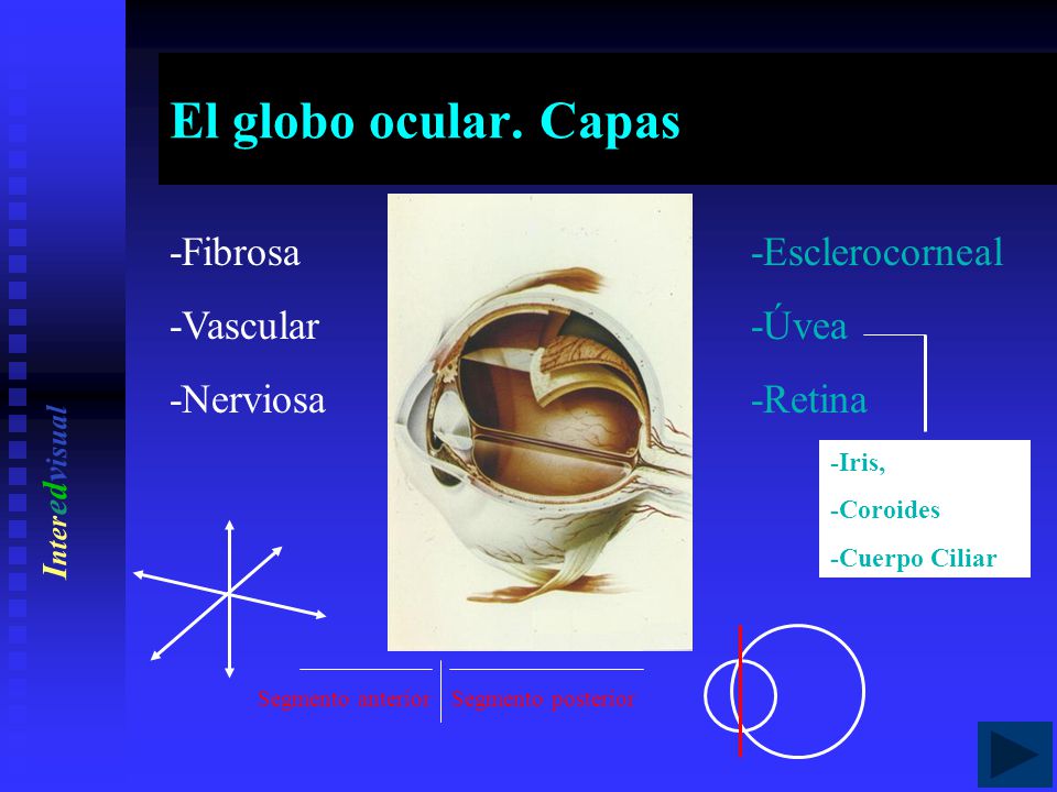 El globo ocular. Capas -Fibrosa -Vascular -Nerviosa -Esclerocorneal