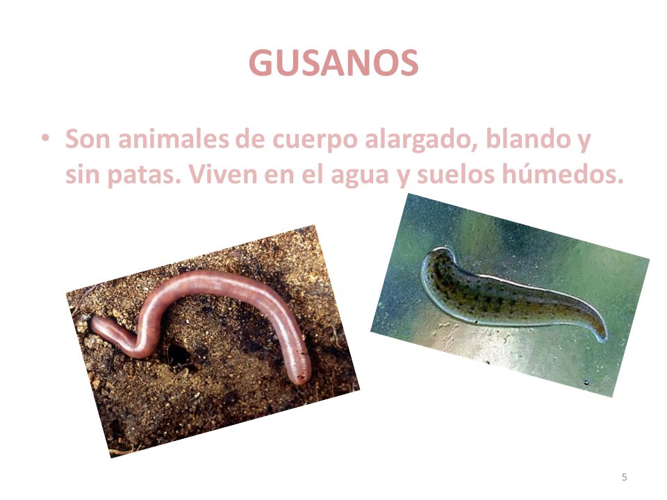 GUSANOS Son animales de cuerpo alargado, blando y sin patas. Viven en el agua y suelos húmedos.