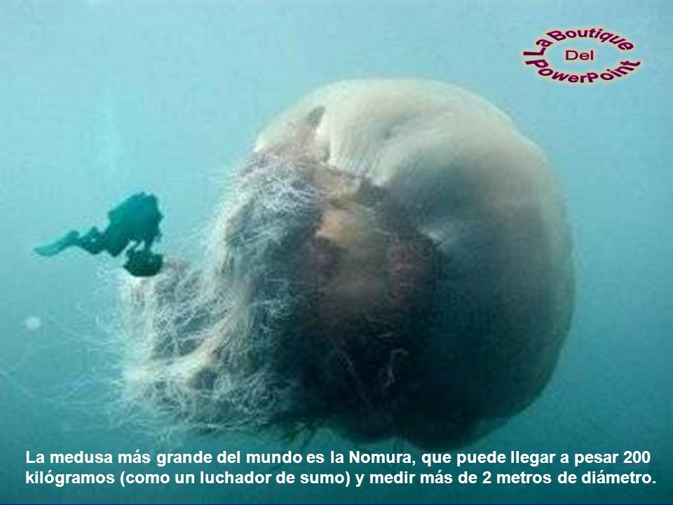 La medusa más grande del mundo es la Nomura, que puede llegar a pesar 200 kilógramos (como un luchador de sumo) y medir más de 2 metros de diámetro.