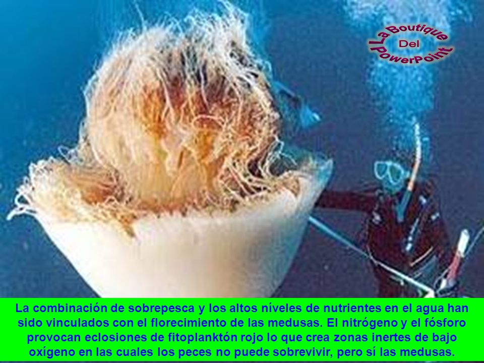 La combinación de sobrepesca y los altos níveles de nutrientes en el agua han sido vinculados con el florecimiento de las medusas.