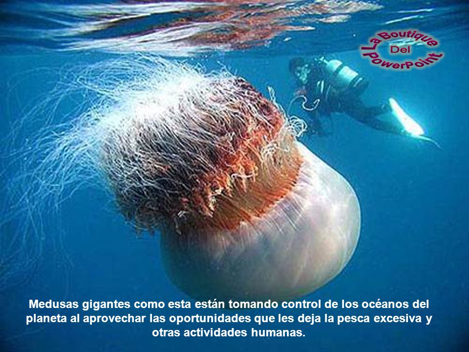 Medusas gigantes como esta están tomando control de los océanos del planeta al aprovechar las oportunidades que les deja la pesca excesiva y otras actividades humanas.