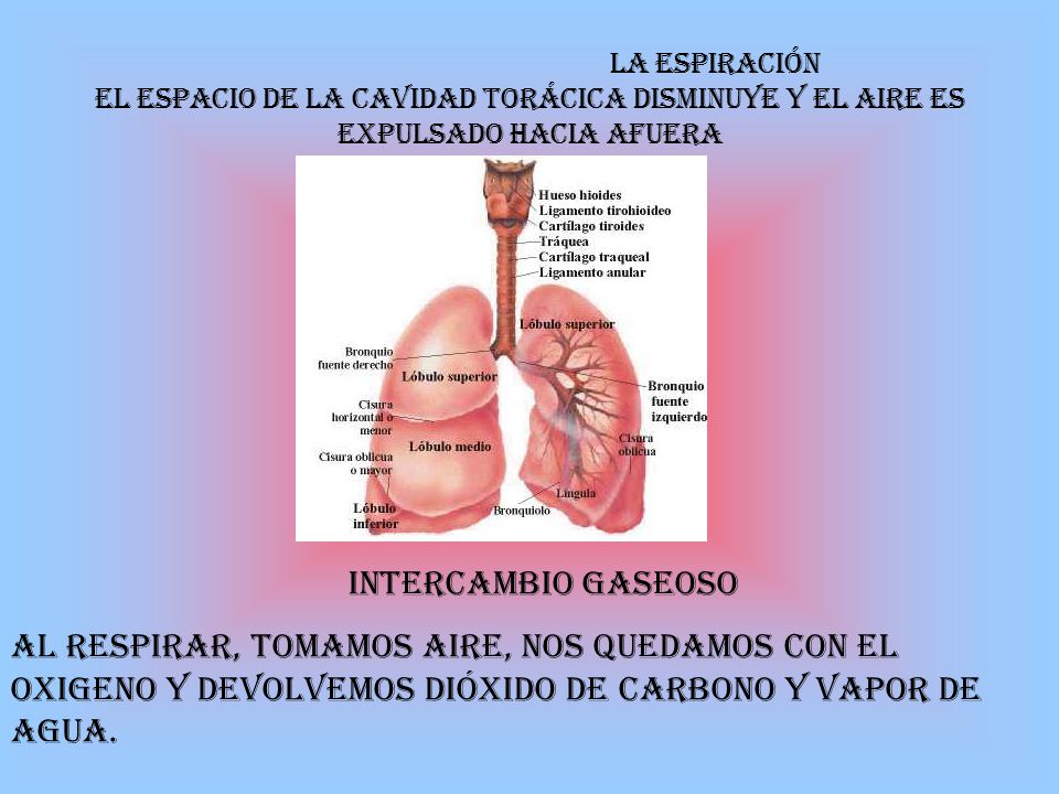 LA ESPIRACIÓN El espacio de la cavidad torácica disminuye y el aire es expulsado hacia afuera. Intercambio gaseoso.